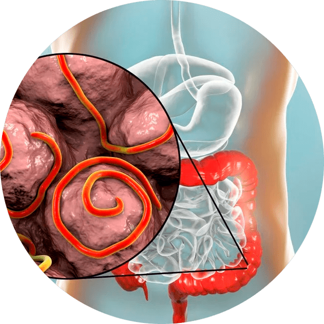Trato gastrointestinal e parasitas